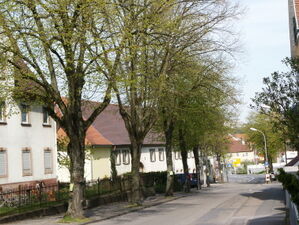 Vielleicht letzte Ansicht der Boxberger Straße mit den Linden